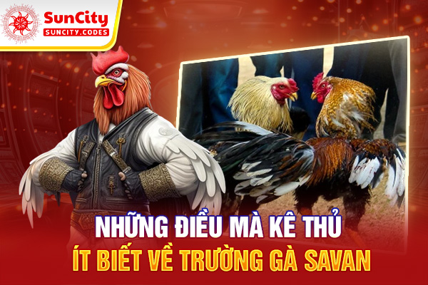 Những điều mà kê thủ ít biết về trường gà savan