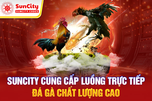 SUNCITY Cung cấp luồng trực tiếp đá gà chất lượng cao